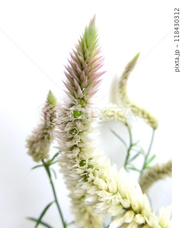 セロシア　シャロン 118430312