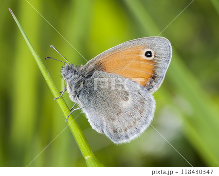 butterfly, a picture it is made in the field, in a native habitat butterfly, a picture it is made in the field, in a native habitat 118430347