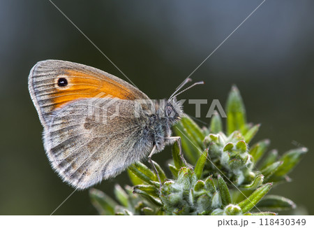 butterfly, a picture it is made in the field, in a native habitat 118430349