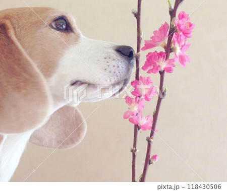 梅の花とビーグル犬 梅の花とビーグル犬 118430506