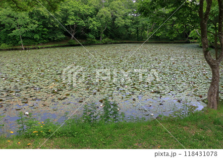 Lilypads in Onuma pond at Onuma Quasi-National Park in Nanae town, on the Oshima Peninsula in Hokkaido, Japan Lilypads in Onuma pond at Onuma Quasi-National Park in Nanae town, on the Oshima Peninsula in Hokkaido, Japan 118431078