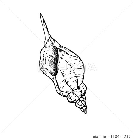 Vector beautiful shell. Hand painted line seashell. Graphic clip art isolated on background. Underwater illustration. For designers, invitations, decoration, postcards, wrapping paper, scrapbooking 118431237