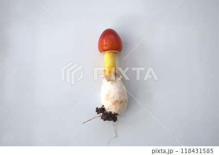 赤いキノコ　タマゴタケの幼菌 118431585