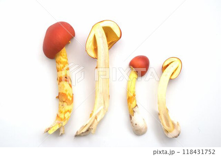 赤いキノコ　タマゴタケの幼菌 118431752