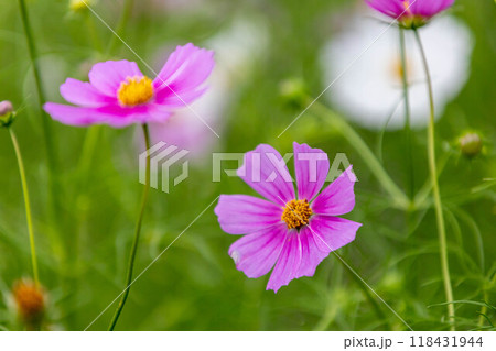 コスモスの花 118431944