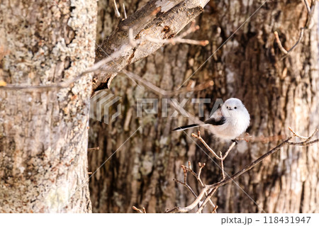 北海道壮瞥町、森で遊ぶ雪の妖精・シマエナガ【2月】 118431947