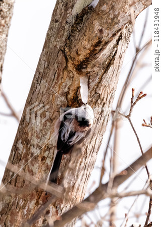 北海道壮瞥町、つららを舐める雪の妖精・シマエナガ【2月】 118431948