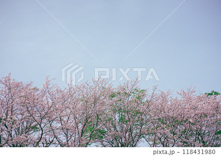 桜 118431980