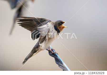 電線の上で餌をもらおうと大きな口でアピールするツバメの幼鳥 118432029
