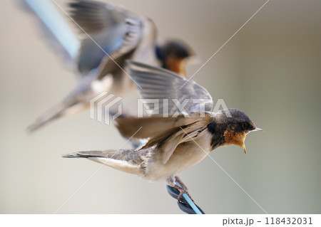電線の上で餌をもらおうと大きな口でアピールするツバメの幼鳥 118432031