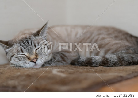眠る猫 シャムトラ猫 眠る猫 シャムトラ猫 118432088