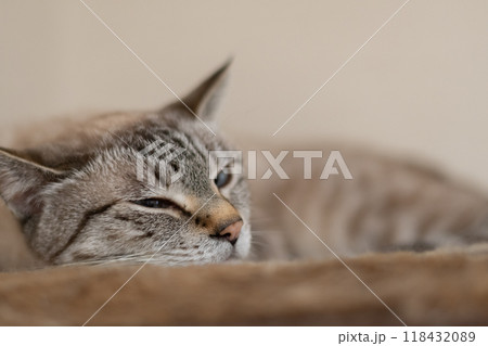 眠る猫 シャムトラ猫 眠る猫 シャムトラ猫 118432089