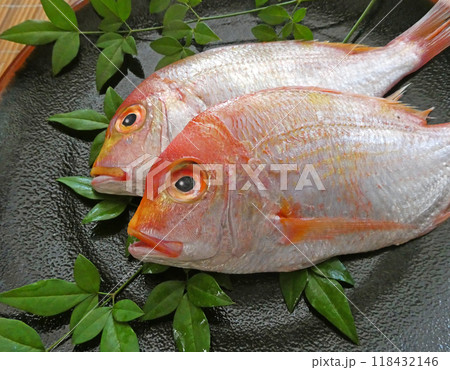 黄味を帯びた赤色の美しい魚。祝い鯛といわれるレンコダイの写真 118432146