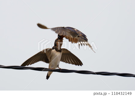 電線の上で幼鳥に餌を与える親ツバメ 電線の上で幼鳥に餌を与える親ツバメ 118432149