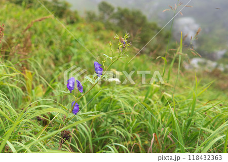 高山植物・サクライウズ／トリカブトに似た紫の花【千畳敷カール】長野県・9月 118432363
