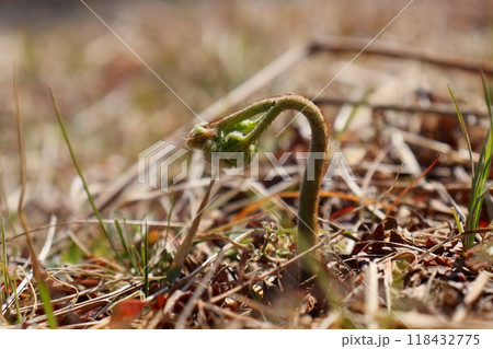 南向きの斜面にワラビが顔を出す　山菜　早春　クローズアップ 118432775