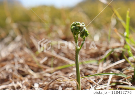 南向きの斜面にワラビが顔を出す 山菜 早春 クローズアップ 南向きの斜面にワラビが顔を出す 山菜 早春 クローズアップ 118432776