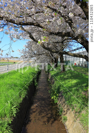 桜並木を見ながらお散歩 《埼玉県》 桜並木を見ながらお散歩 《埼玉県》 118432865