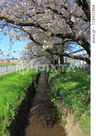 桜並木を見ながらお散歩 《埼玉県》 桜並木を見ながらお散歩 《埼玉県》 118432866