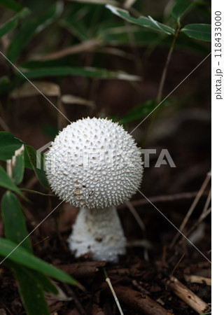 森で見付けた白いキノコ シロオニタケ 森で見付けた白いキノコ シロオニタケ 118433000