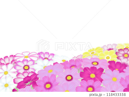 ピンクと白や黄色のコスモスが沢山ある背景 118433338