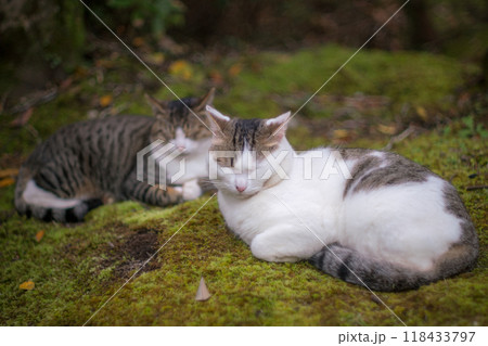 木陰で休む猫 118433797