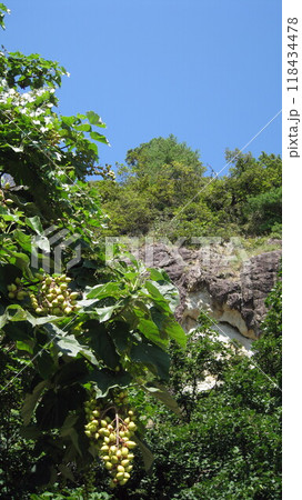 桐の実 118434478