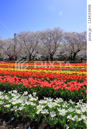 カラフルなチューリップ畑　《埼玉》 118434906