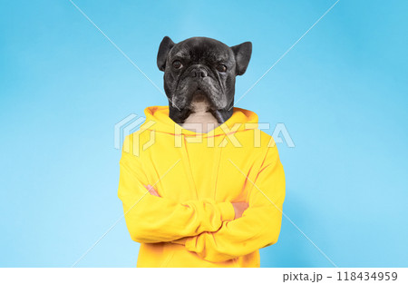 A French Bulldog stands confidently with its front paws crossed, wearing a vibrant yellow hoodie. The playful pup showcases a charming expression, set against a bright blue background 118434959