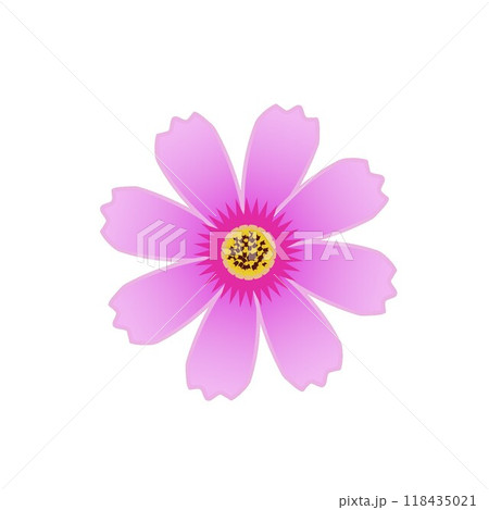 コスモスの花のイラスト 118435021