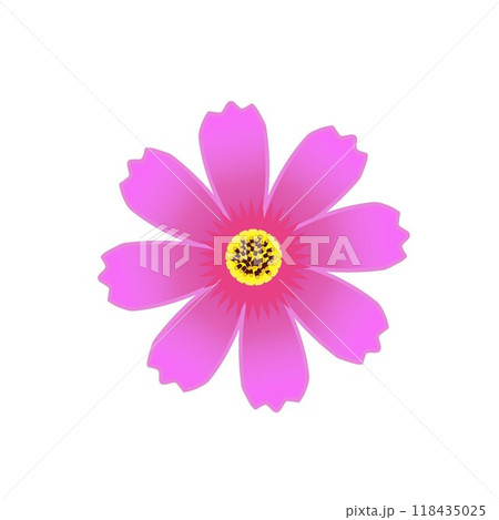 コスモスの花のイラスト コスモスの花のイラスト 118435025