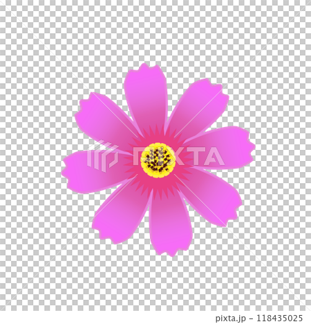 コスモスの花のイラスト コスモスの花のイラスト 118435025