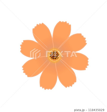 コスモスの花のイラスト コスモスの花のイラスト 118435029