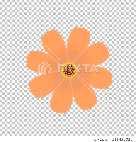 コスモスの花のイラスト コスモスの花のイラスト 118435029
