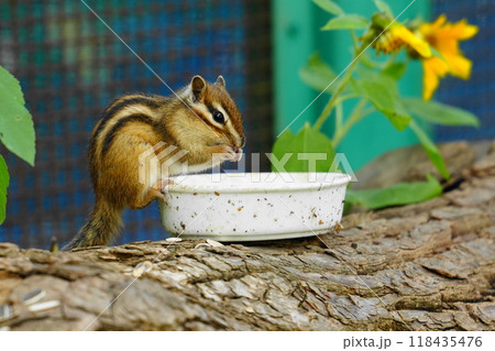 シマリスが食べる シマリスが食べる 118435476