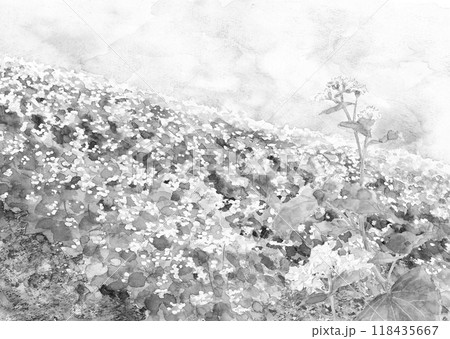 水墨画風水彩で描いたソバ畑のモノトーン風景イラスト【手描き】 水墨画風水彩で描いたソバ畑のモノトーン風景イラスト【手描き】 118435667