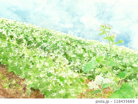水彩で描いたソバ畑の風景イラスト【手描き】 118435669