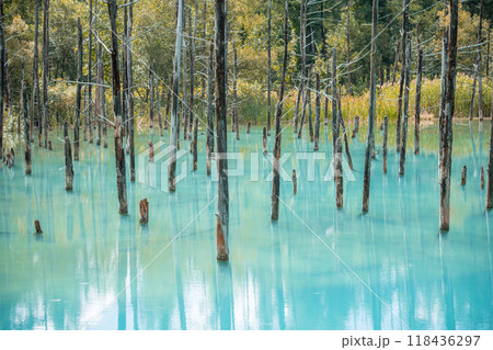 【美瑛町白金　青い池と水鏡】 118436297