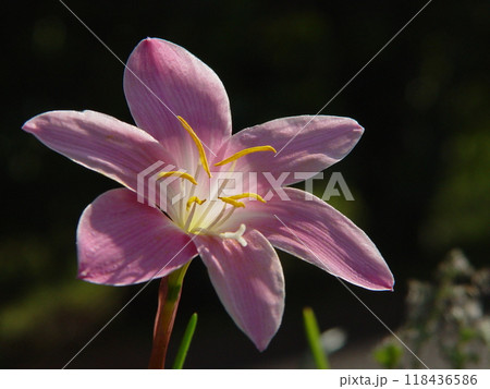 朝日を浴びて生き生きと開花したピンク色の花　花(10月)ハブランサス01V9.16 118436586