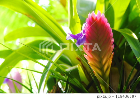 南国の植物園に咲くピンクのチランジアキアネア 熱帯植物(11月)チランジアキアネア15 南国の植物園に咲くピンクのチランジアキアネア 熱帯植物(11月)チランジアキアネア15 118436597