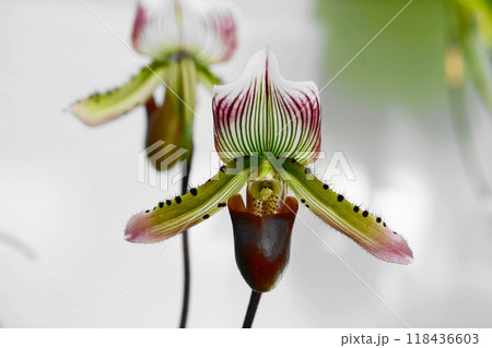 パフィオペディラムという蘭(ラン)の花 12月調布753パフィオペディラム・ラン科・神代植物公園 パフィオペディラムという蘭(ラン)の花 12月調布753パフィオペディラム・ラン科・神代植物公園 118436603