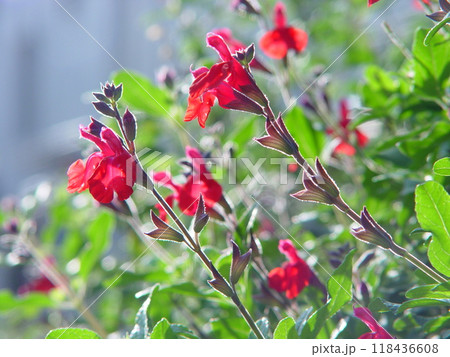チェリーセージという赤く可愛いハーブの花　花(12月)チェリーセージ04 118436608
