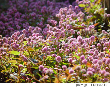 地面をはうピンクの花 花(12月)ヒメツルソバ09 地面をはうピンクの花 花(12月)ヒメツルソバ09 118436610