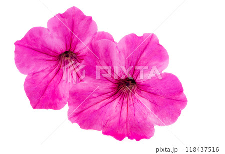 pink petunia isolated pink petunia isolated 118437516