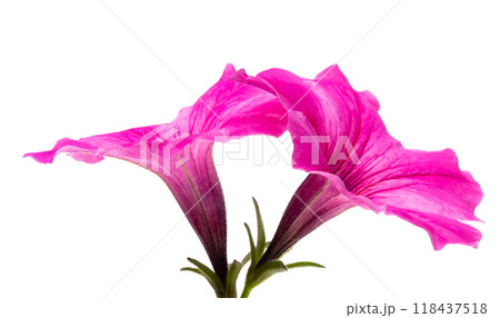 pink petunia isolated 118437518