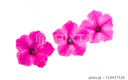 pink petunia isolated 118437526