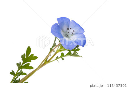 beautiful nemophila flower beautiful nemophila flower 118437591