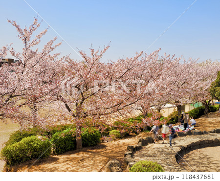 南行徳公園(えんぴつ公園)の桜・市川市 118437681