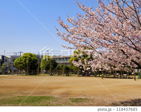 南行徳公園(えんぴつ公園)の桜・市川市 南行徳公園(えんぴつ公園)の桜・市川市 118437685