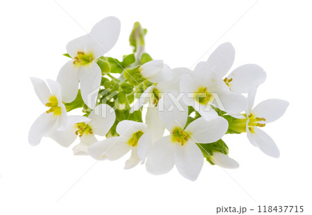 Cress alpine isolated Cress alpine isolated 118437715